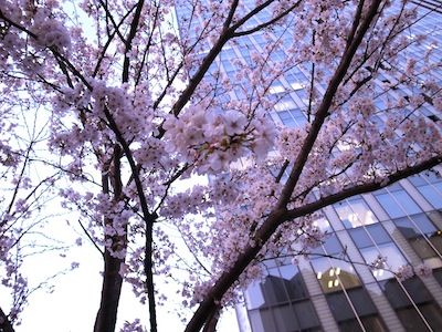 大崎の桜.jpg